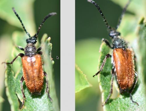 Pseudovadonia livida